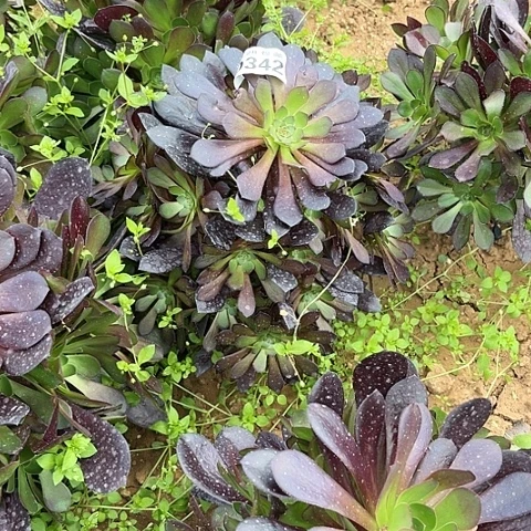 342黑瞳胡不包断枝