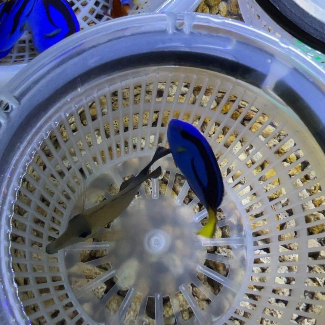 海水鱼三角一条顺丰包邮，