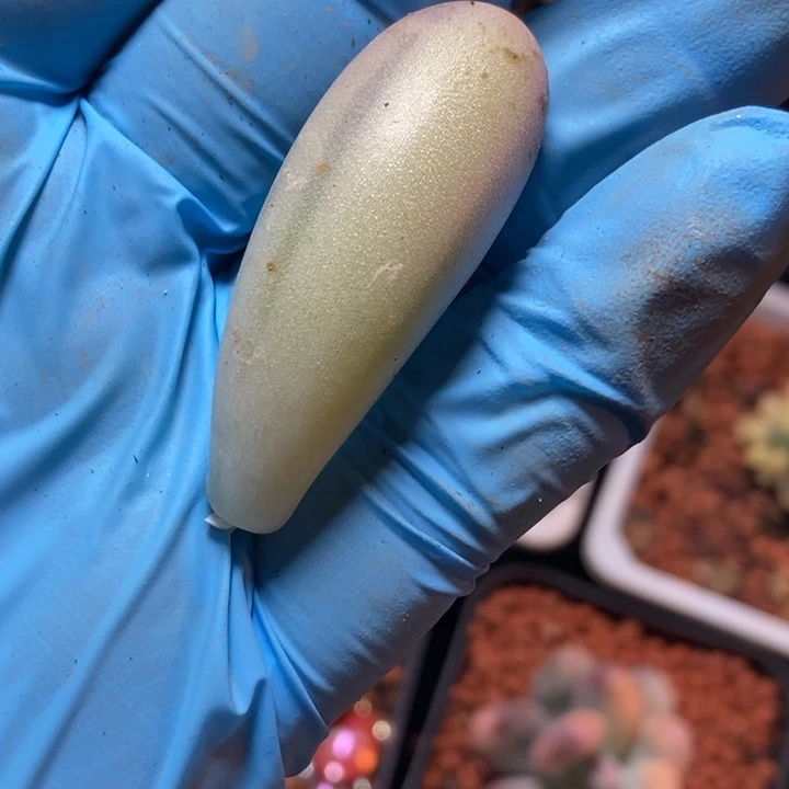 h**。汤圆锦多肉植物