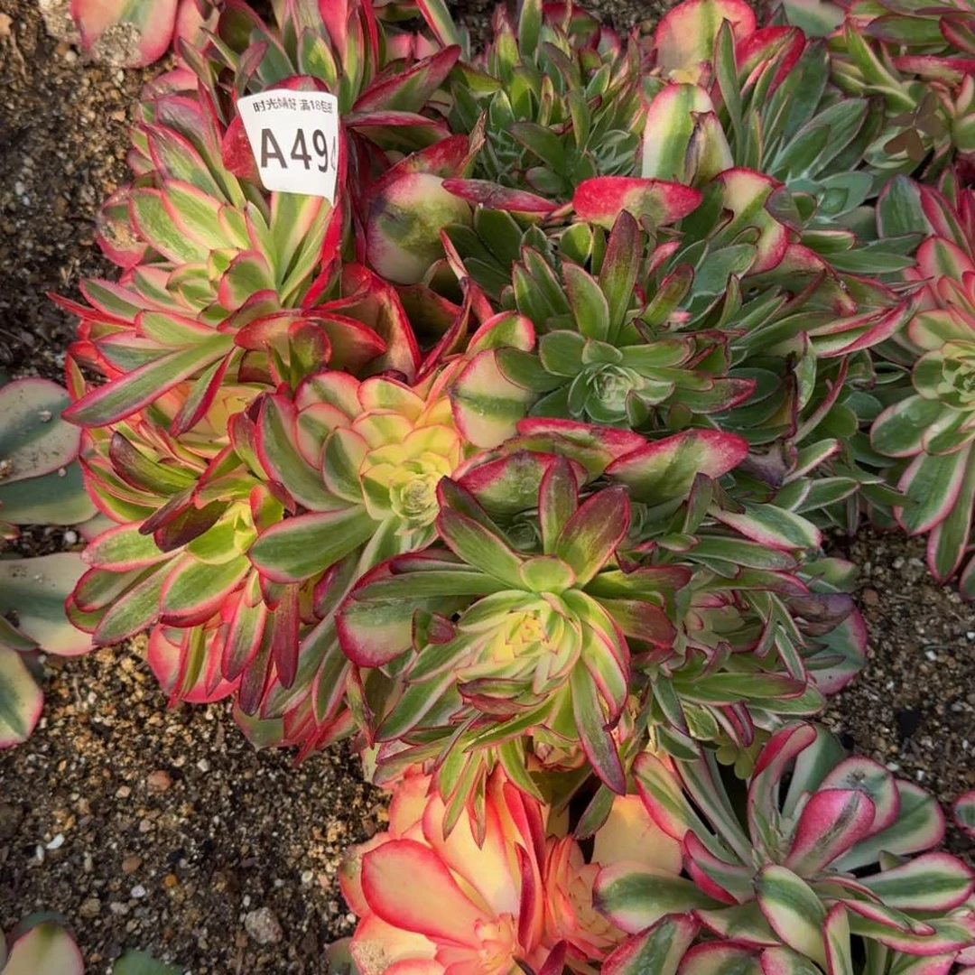 花*494荔枝寄养到秋