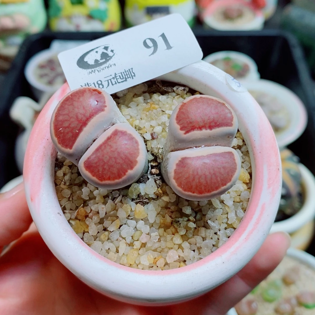 生石花花花花花花91