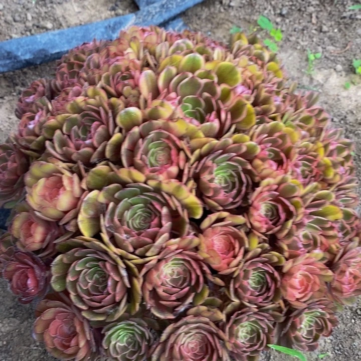 中***、85万七彩一颗多肉植物