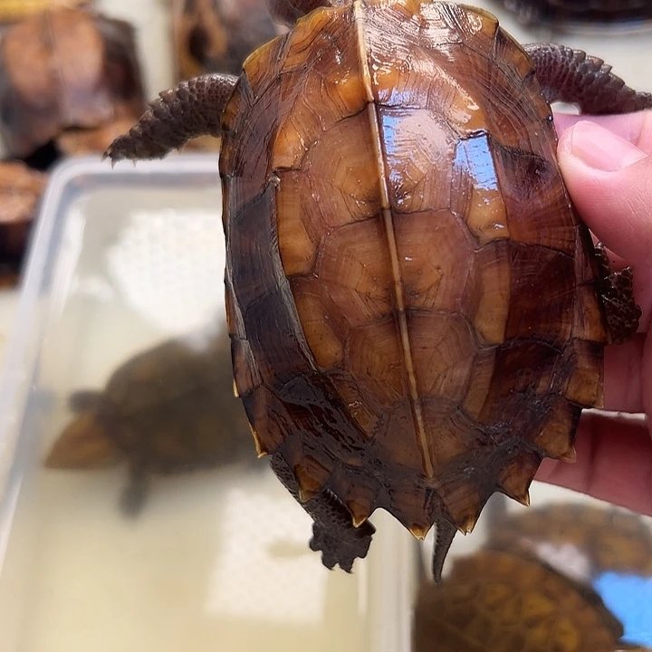 公绿毛龟九*剧院龟