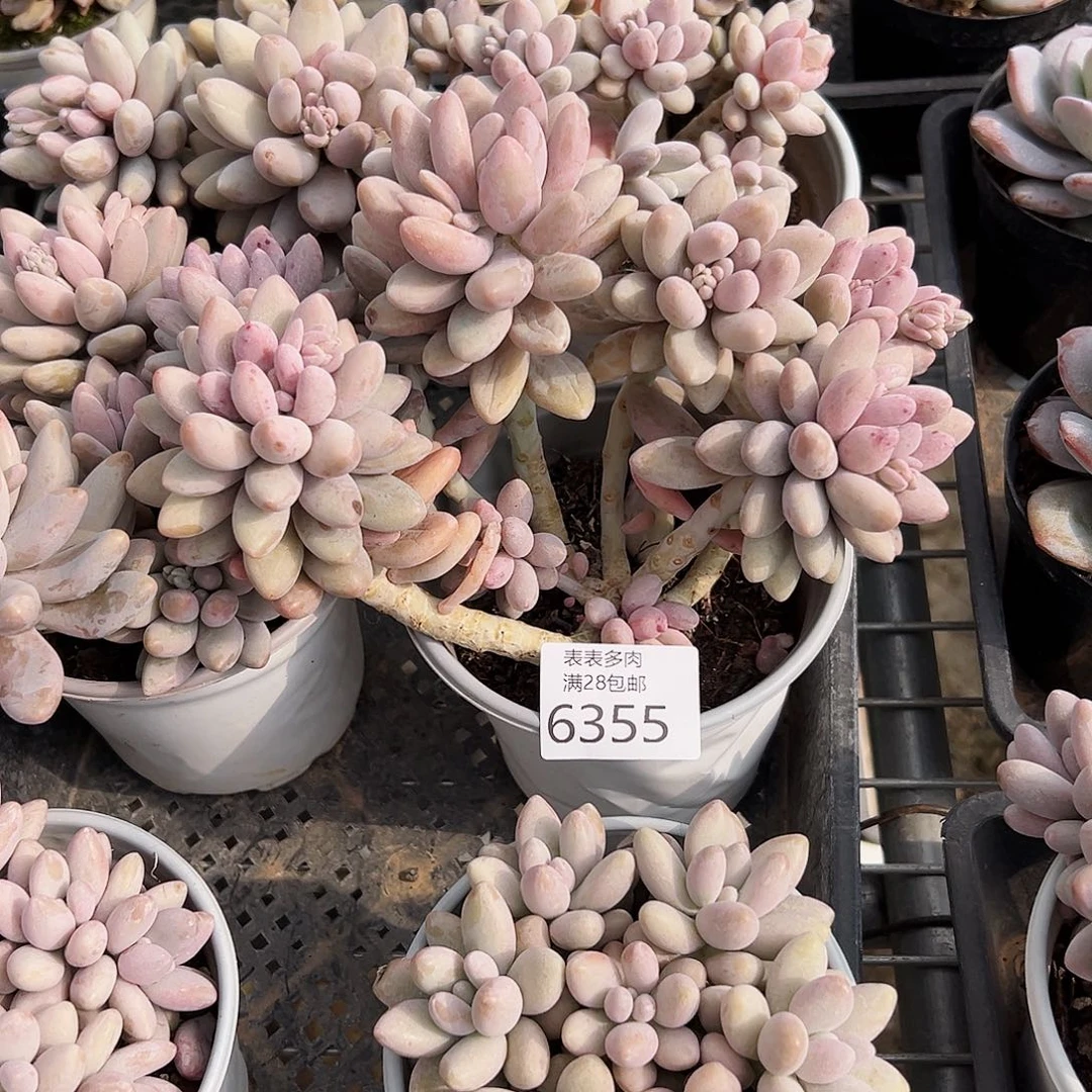 9号小****我们的确是一6355