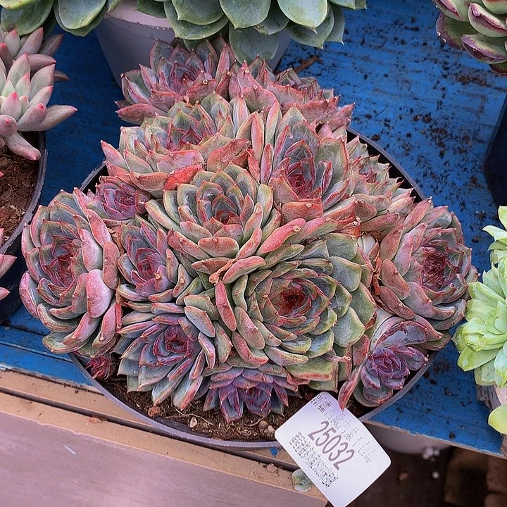 就***风蓝色妖姬25032多肉多肉