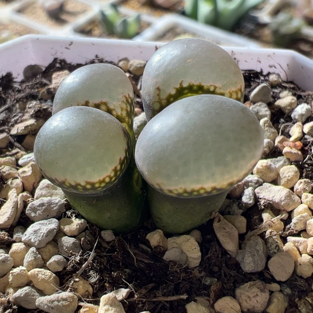 黑体白透窗 厚翻窗 好看08