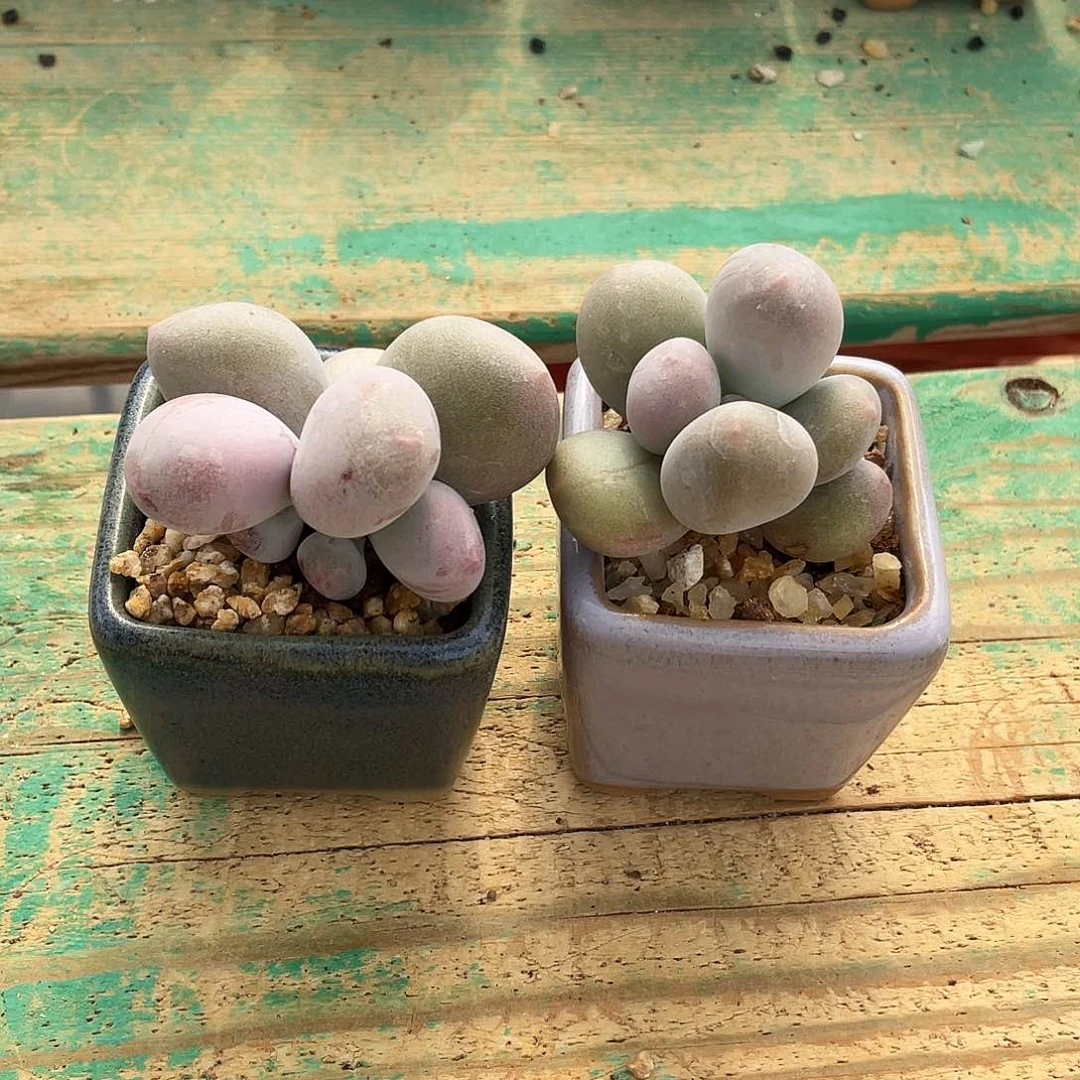 小*?多肉植物的生长发育