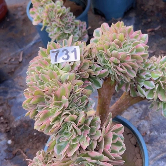 黄***玲多肉植物一个女巫追
