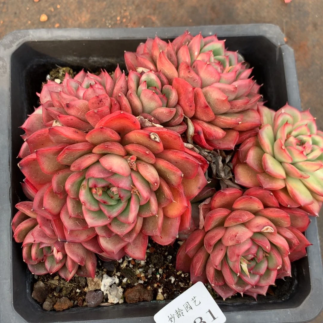 2431杂交精品基地16厘米