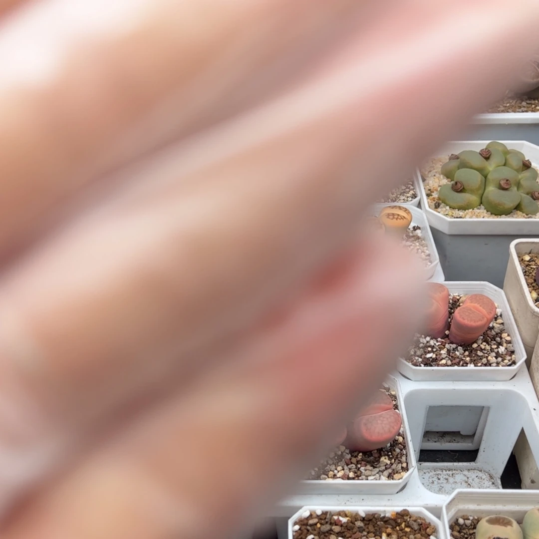 森*专拍多肉植物