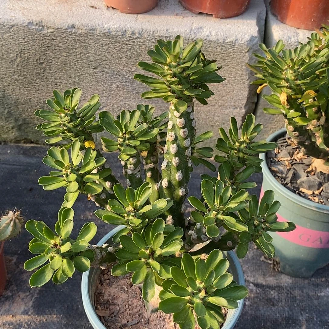 无刺霸王鞭一物一拍