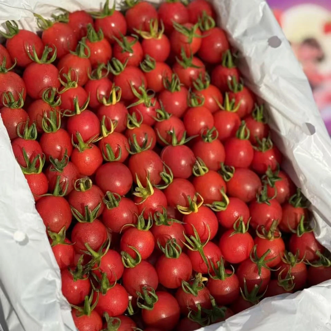 广东茂名电白千禧圣女果小番茄孕妇水果一口爆汁【只发河南省内】