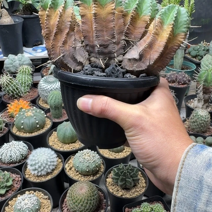 i***8世蟹丸11111111111111111