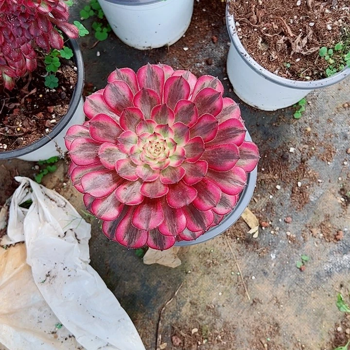 白月光单头多肉植物