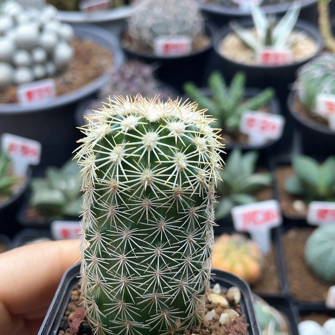 实生皇冠虾仙人球多肉