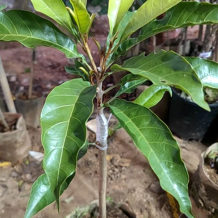 吴***尘当前无花栽培后可以开花