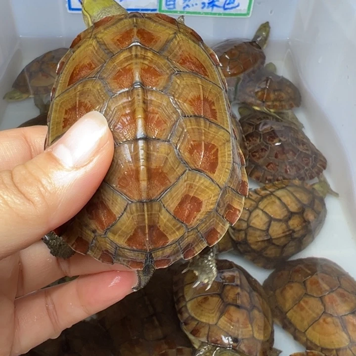 小青小青小青小青