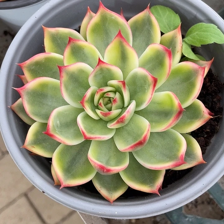 桃花锦。锦龙一物一拍
