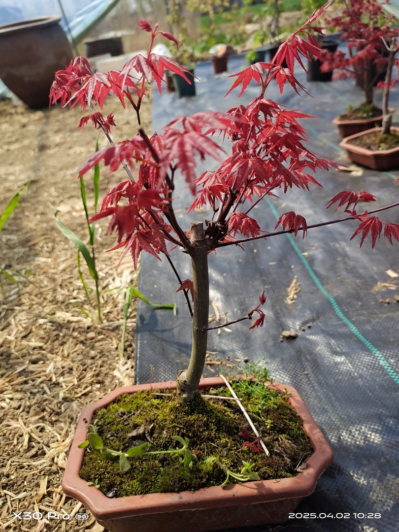 红枫红舞姬庭院阳台四季可种精品盆栽