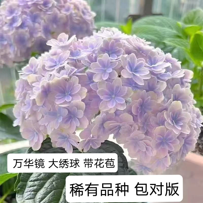 【带花苞发】重瓣万华镜大绣球花苗无尽夏花卉盆栽庭院植物阳台