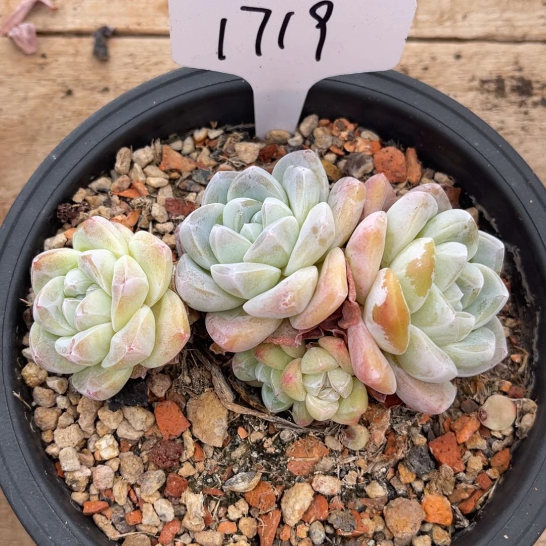 老阿姨花卉一物一拍1719