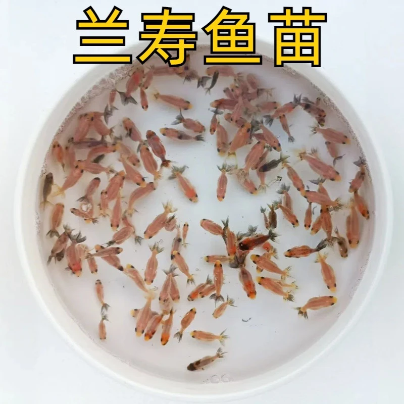 兰寿鱼苗冷水鱼兰寿金鱼水花活体观赏鱼淡水小鱼苗