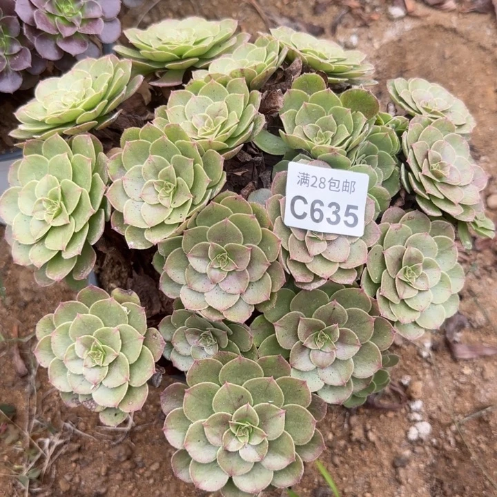 635 多肉植物不包断枝