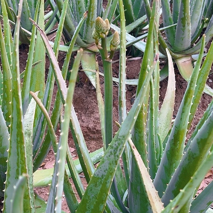无花朵整颗20斤重带花苞，适合食用观赏