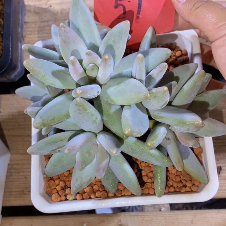在家干的话把衣服带