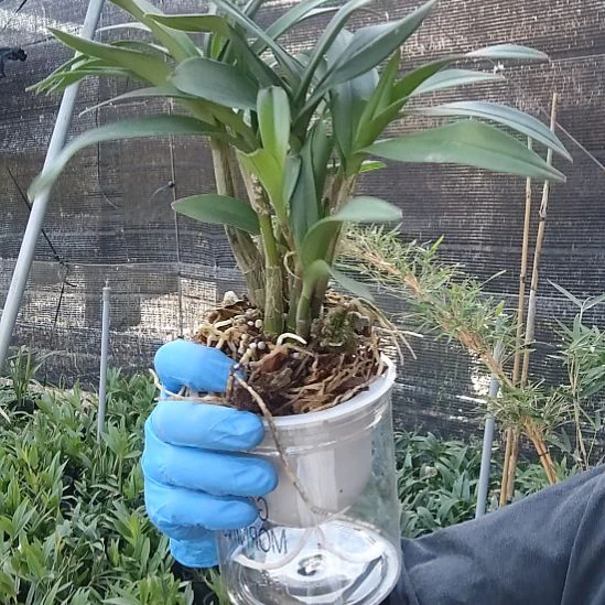 完全开放石斛兰石斛兰