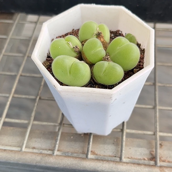 我也不知道我为什么要这样做