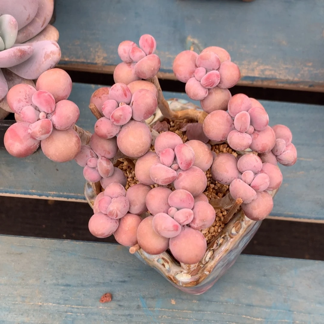 腰子蛋老桩无砍平头