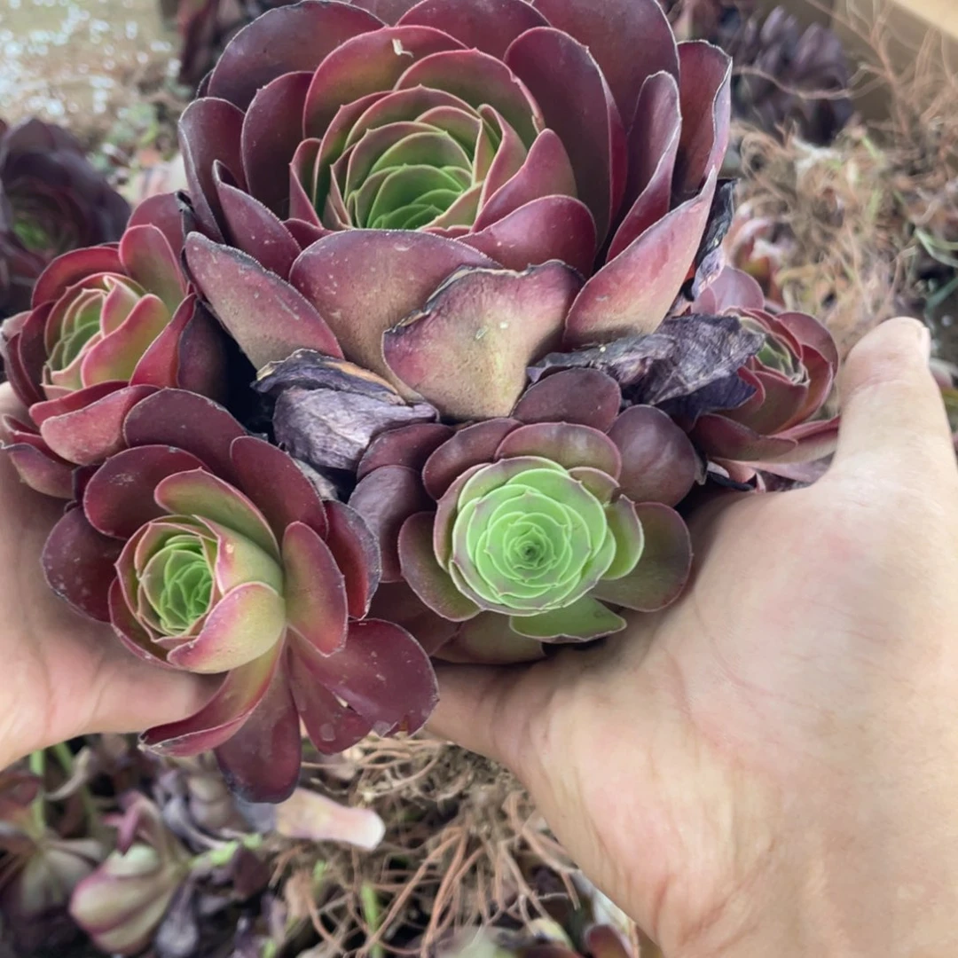 魅金玫瑰2颗不周正没有售后