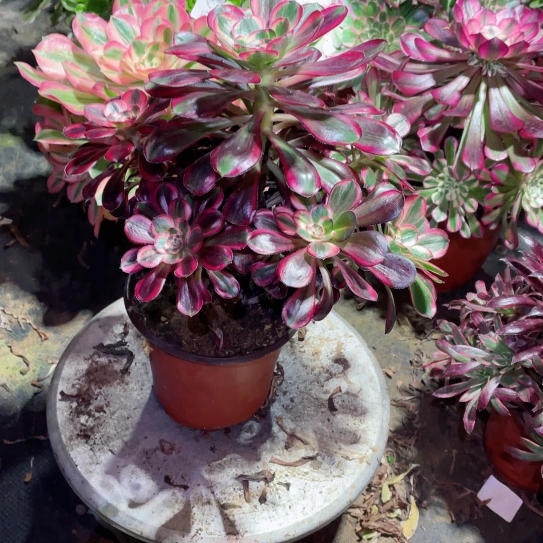 多肉植物丽娜613