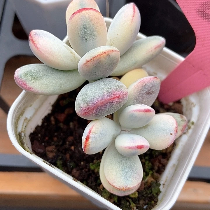 多肉植物乒乓锦2032