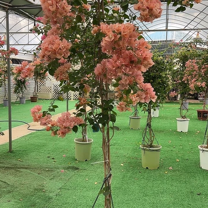 完全开放皮*畅四季开花