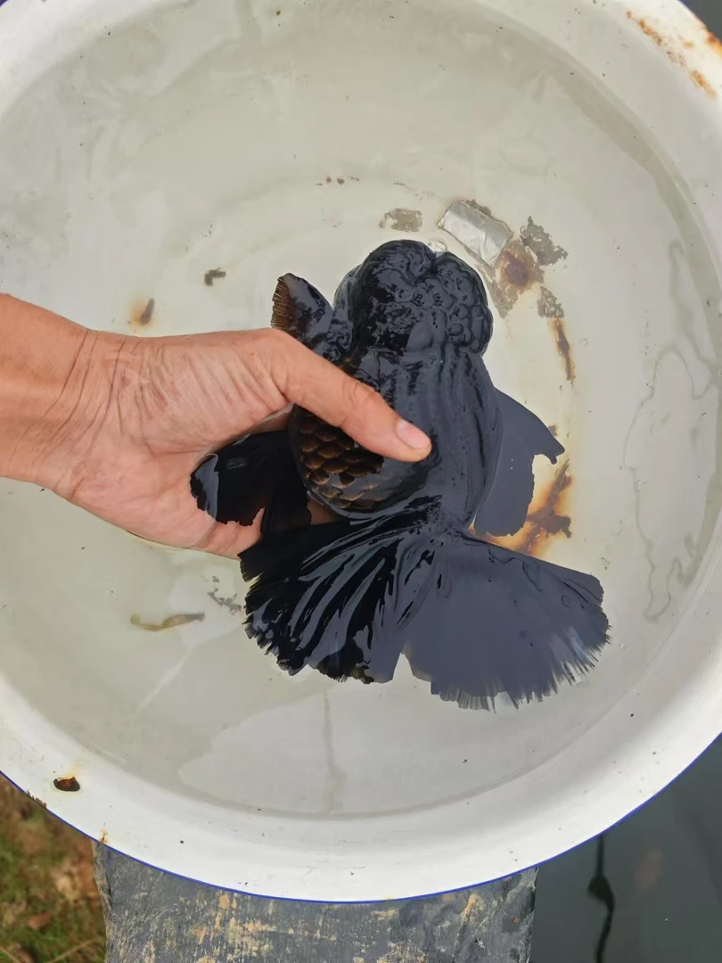 金鱼兰寿百褶泰狮将军玛丽观赏鱼冷水鱼