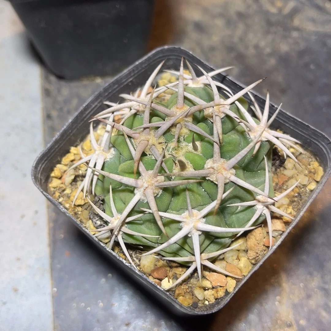 实生大尤龟甲豪刺碧岩玉