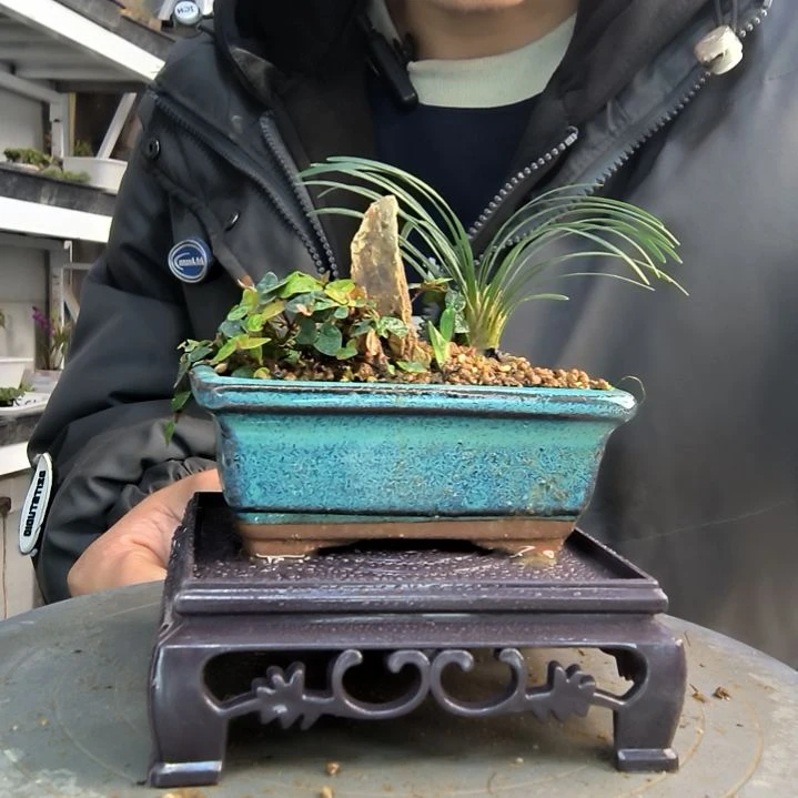 靈****㸃小盆景小植物一物一拍65