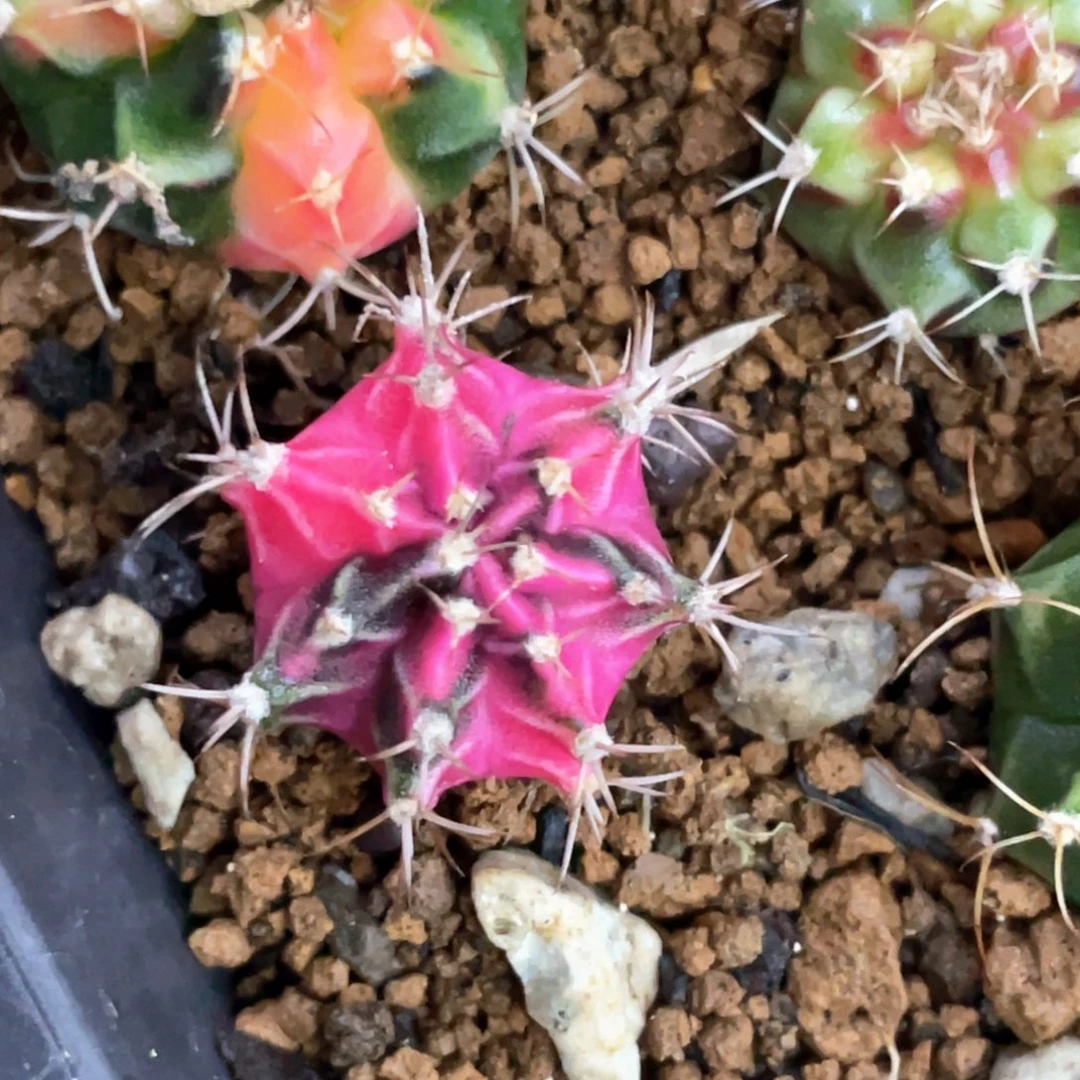 当前无花朵，栽培后可花朵紫粉黑背锦