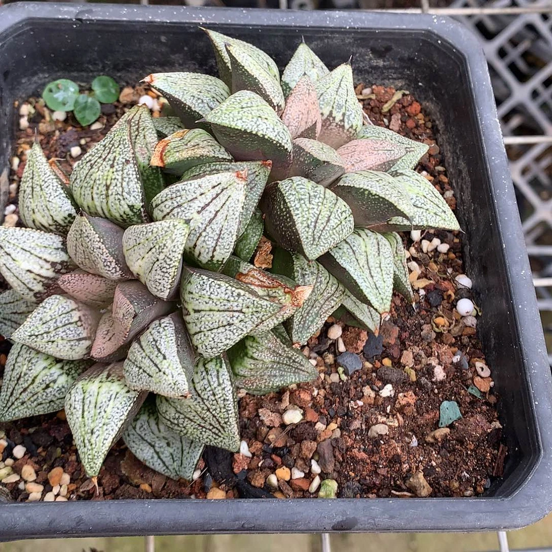 直播拍一物一拍发