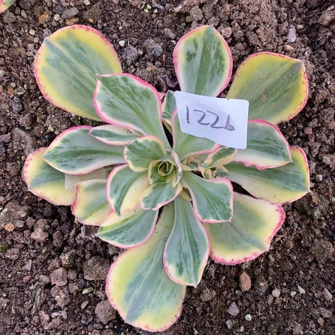 1226青花瓷10厘米量拍多肉植物