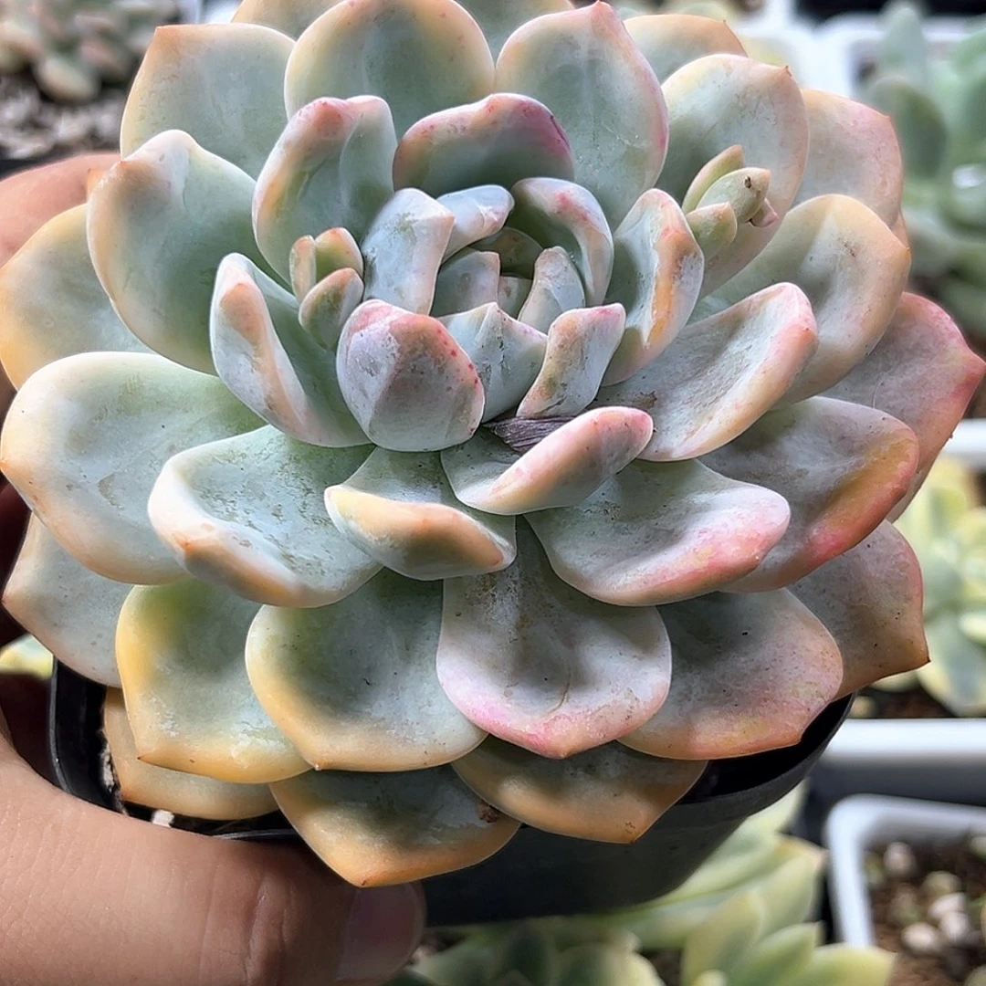 梦露锦 小方花圃一单包邮非偏远