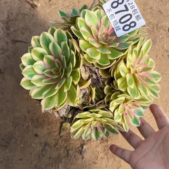 飞***雪半糖荔枝多肉植物法师8708