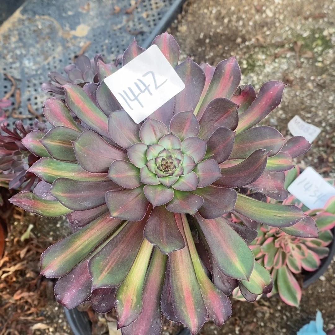 1442铜壶中斑多肉植物