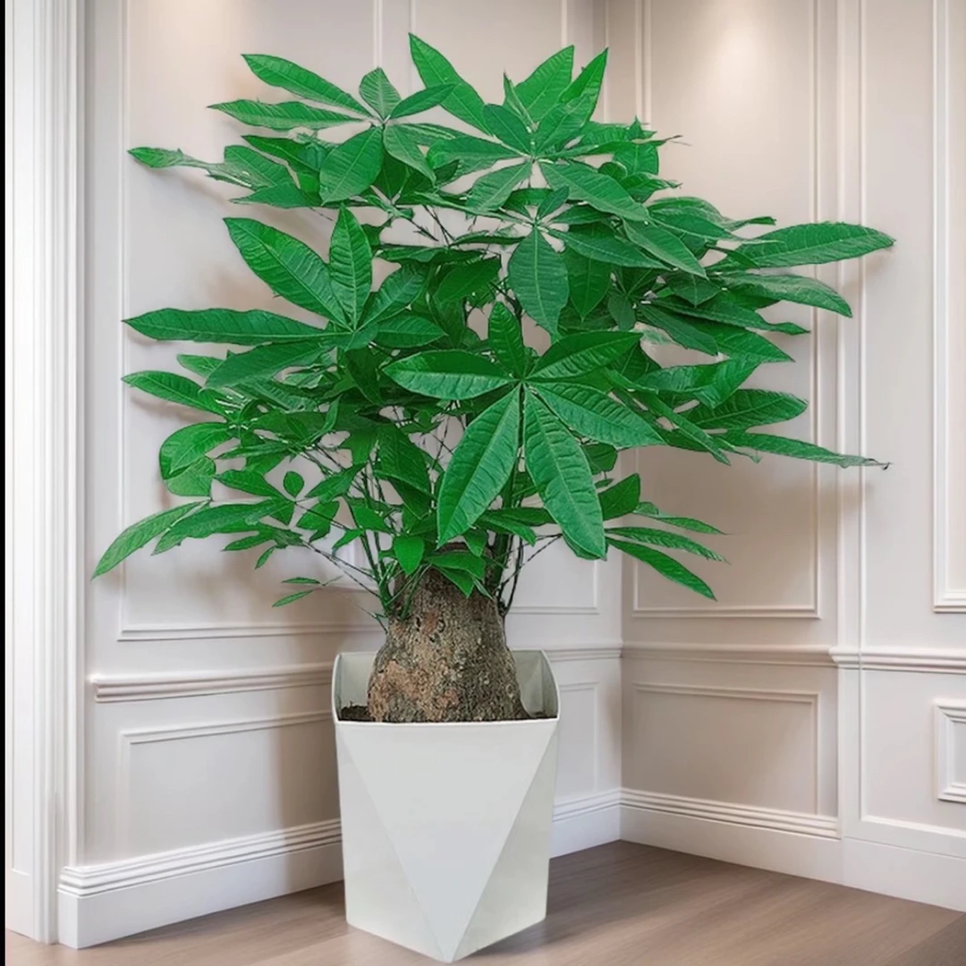 【五年老桩】独杆发财树粗杆大树桩室内客厅招财盆景办公室好养活