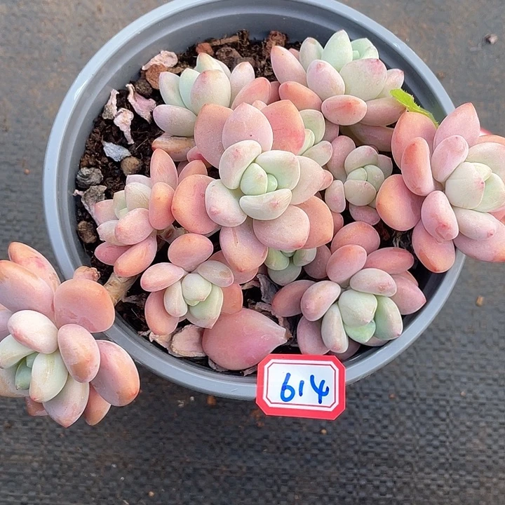 614红洛神 一物一拍多肉