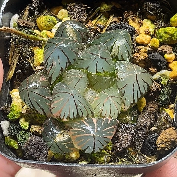 36龙爪玉露锦头家多肉十二卷