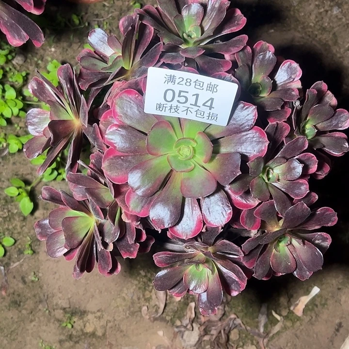 0514爱神多肉植物