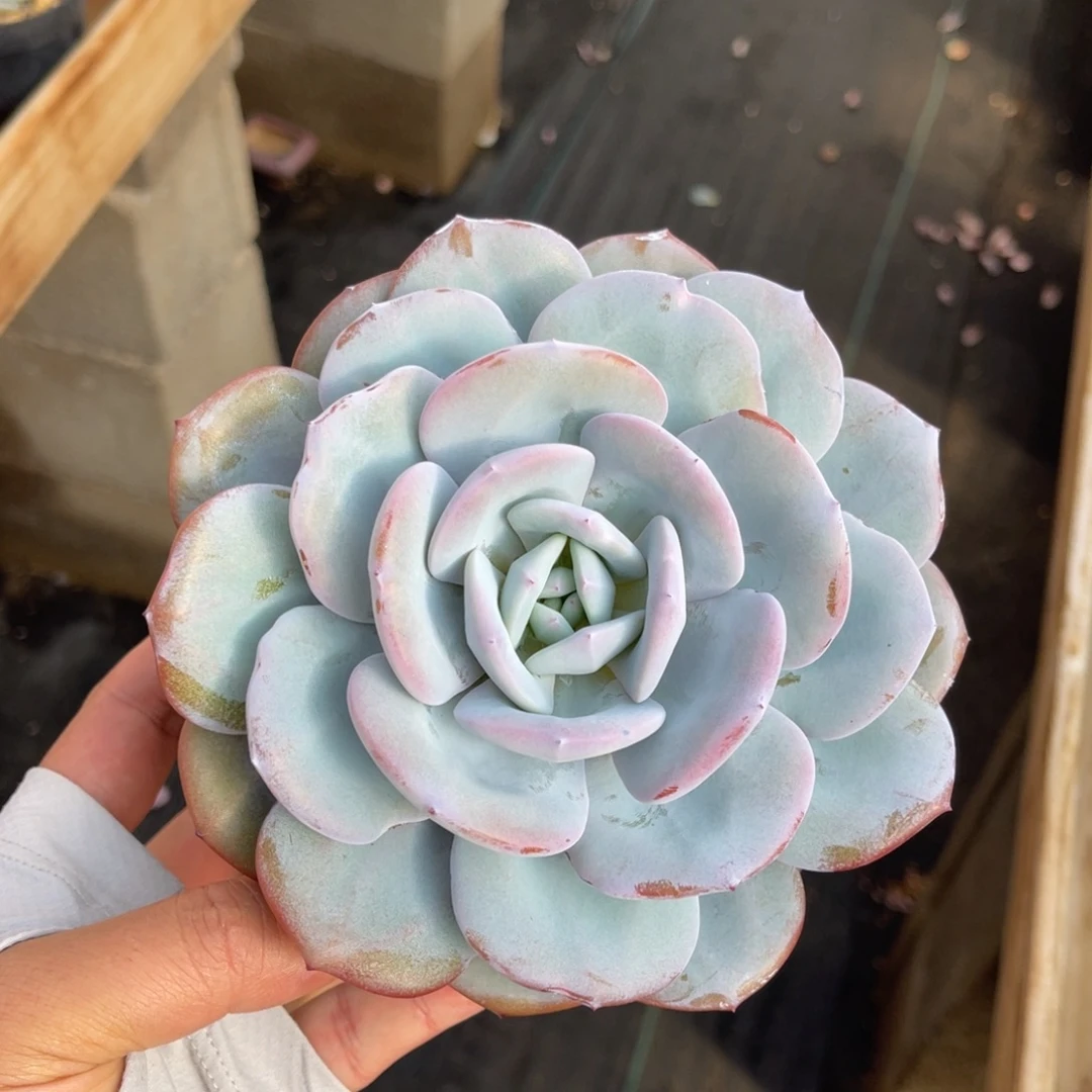 一物一拍不支持退换